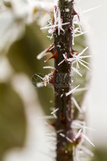 尖刺植物